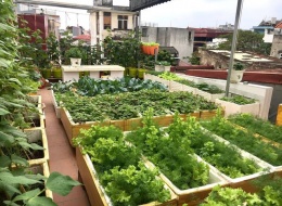 Khu vườn trên cao chỉ 40m² cung cấp rau sạch cho gia đình 6 người tại Hải Phòng